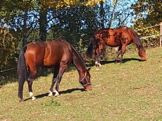 Bild "Unser Hof:Pferde.jpg"